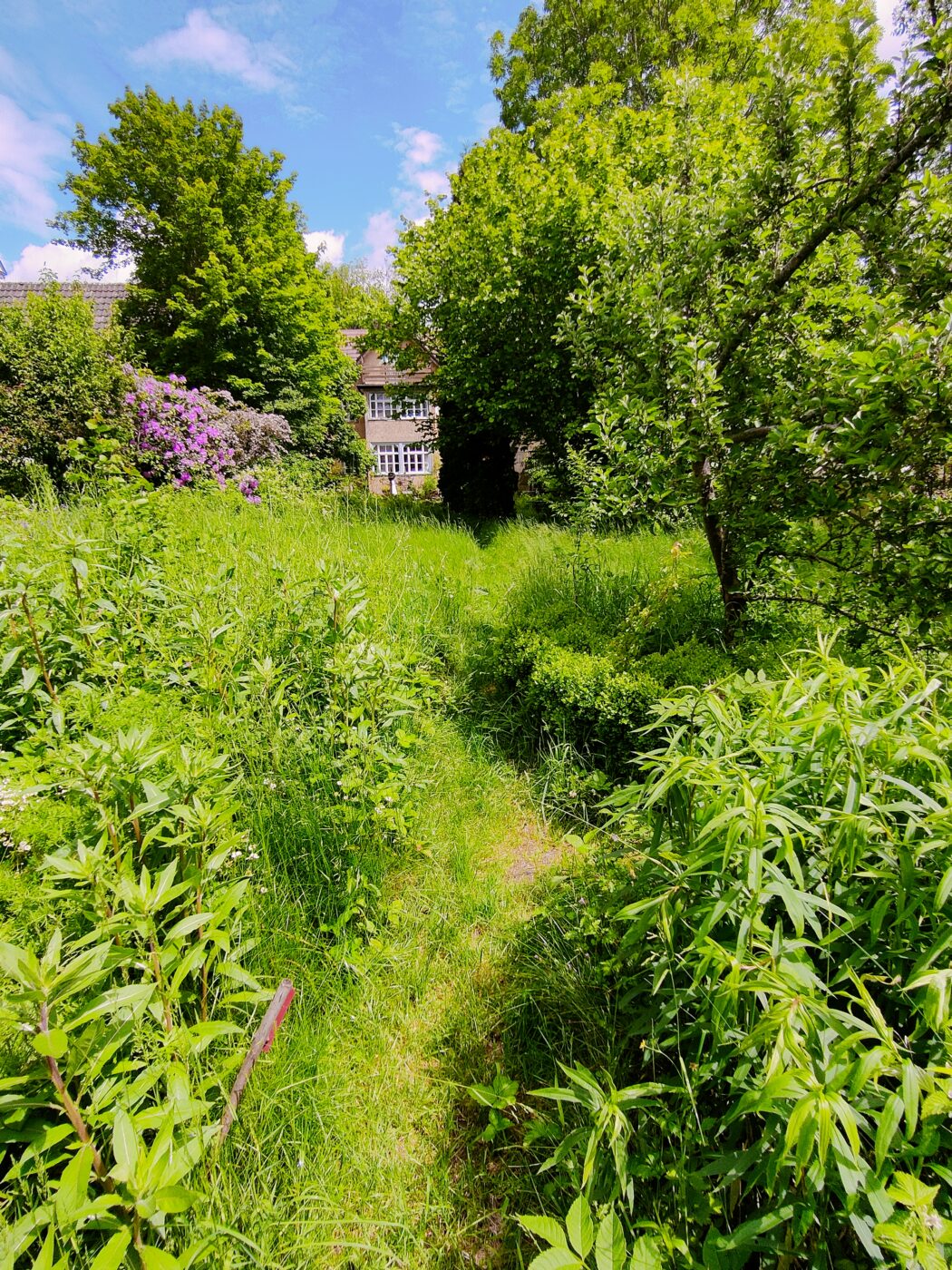 Wildkräuter Spaziergang